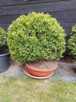 Buxus - 2