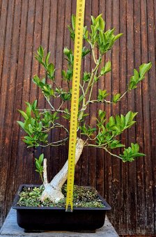 Bonsai, Bonsaj - Evonymus 3 - 2