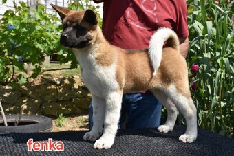 Americká Akita S PP - FCI - 2