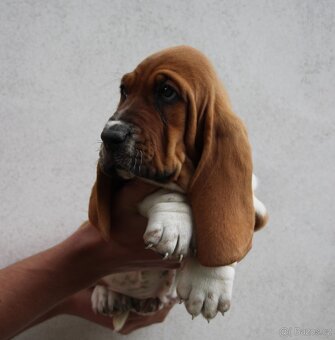 Basset hound-baset - 2