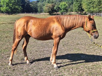 Hřebeček AQH X HFL - roční - 2