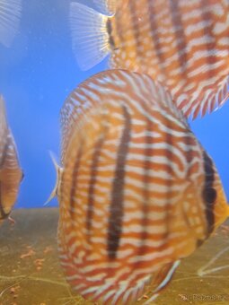 Discus-Terčovec - 2