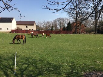 Ustájení koní - 2