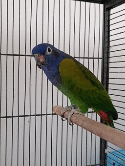 Papoušek Amazonek - 2