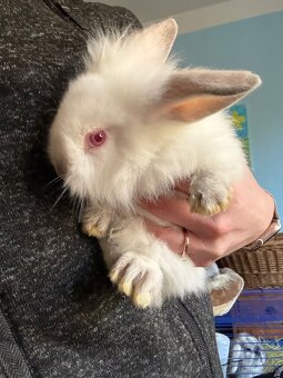 Zakrslý králíček - 2