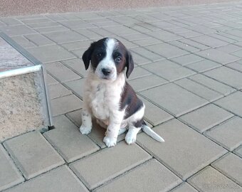 Jack Russel teriér - 2