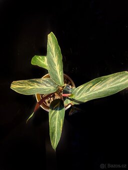 Stromanthe magic star - 2