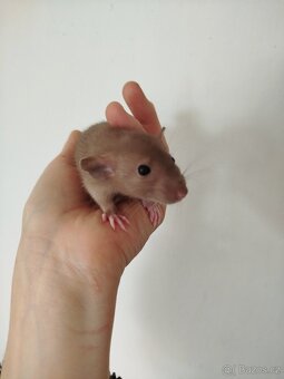 Potkan dumbo - 2