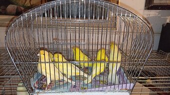 Kanáři - 2