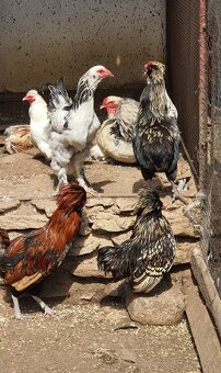 Kohouti - brahmanka, paduánka, araukana a zakrslá kočinka - 2