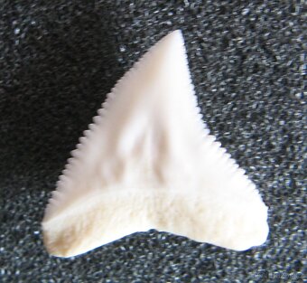 Zub - Žralok bělavý - 2
