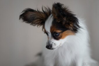 Papillon psík s rodokmeňom - 2
