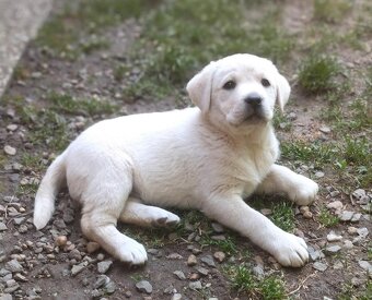 Labradorský retrívr štěňátka s PP fenka ihned k odběru - 2