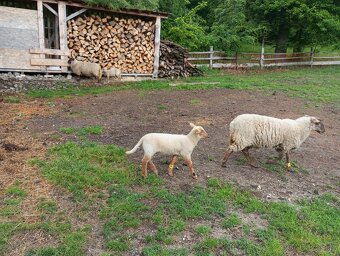 beránek a jednička kříženec Suffolk - 2