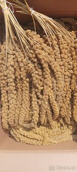 Senegalské proso v klasech žluté 15 kg. - 2