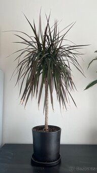 Dracena cca 70 cm - 2