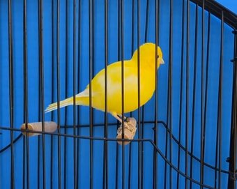 kanáriky fife fancy - 2