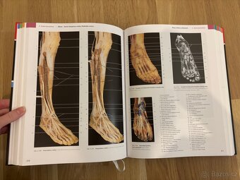 Anatomie člověka - fotografický atlas - 2