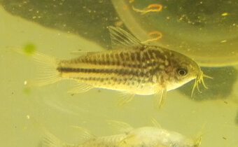 pancéřníček napský - 2