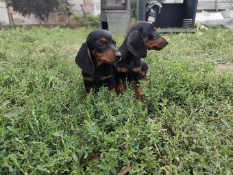 Jezevčík trpasličí - 2