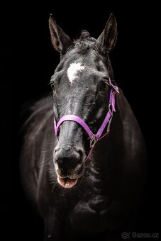 Pronájem valacha - 2