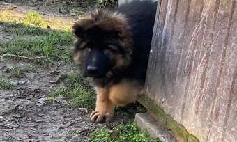 Německý ovčák štěňata s PP (dlouhosrstý) - 2