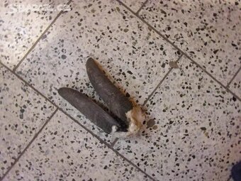 Prodám kozí rohy - 2