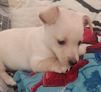 Čivava x jezevčík - 2