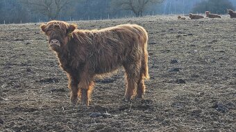 jalovice skotský náhorní skot - highland - 2