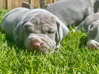 American bully XL - 2