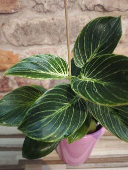 Philodendron Birkin - 2