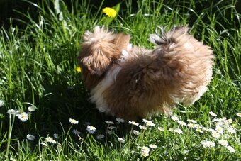 Shih-tzu, Shih tzu, si cu bez pp - 2