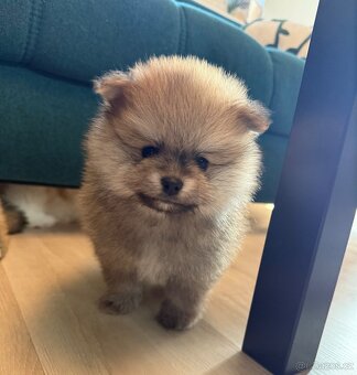 Pomeranian PP - 2