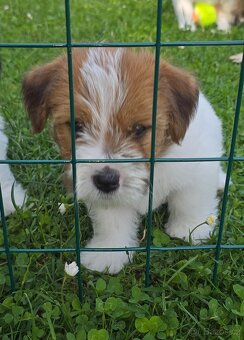 Jack russell terier - 2