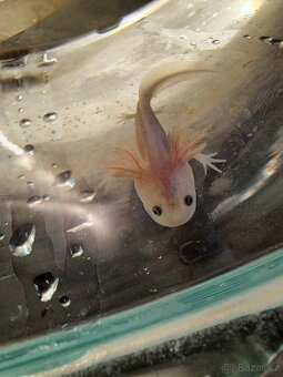 Axolotl mexický - 2