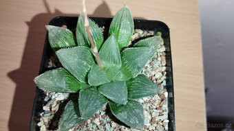 Haworthia Venusta x Leightonii ( sukulent ) - 2