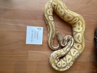 Velká Sleva - Krajta královská - Python regius - 2