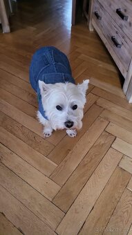 West Highland Terrier - 2