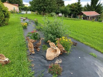 Indický běžec - 2