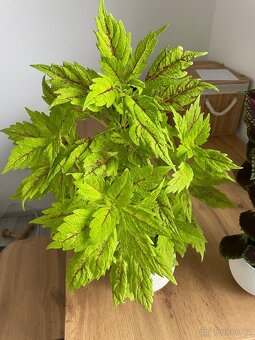Africké kopřivy - 2