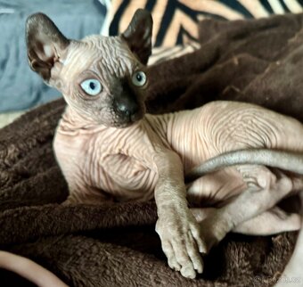 Koťata s PP Sphynx-Elf, narozená 17. 7. 2025 - 2