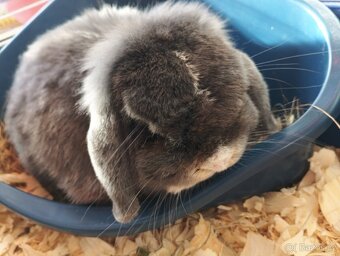 Darují králíka - 2