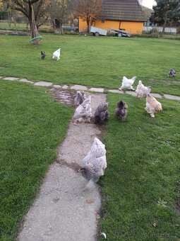 Prodam brahmanky - 2