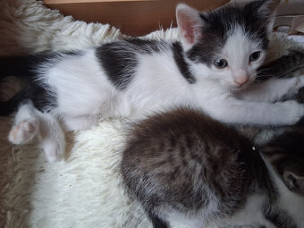 Cvrček hledá domov - 2