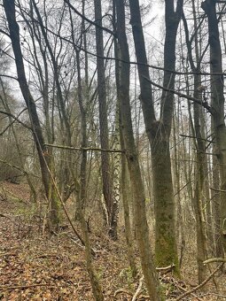 Prodám lesní pozemek v k.ú. Pěčíkov - 2