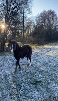 Welsh pony of cob type, sekce C - 2