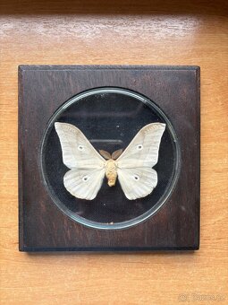Rámeček s tropickými motýly - 2
