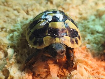 Želva suchozemská - zelenavá, vroubená - 2