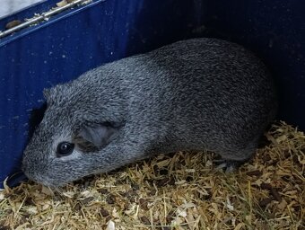 Morče aguti stříbrné samičky - 2