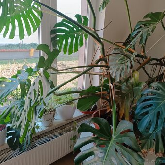 Monstera - 2